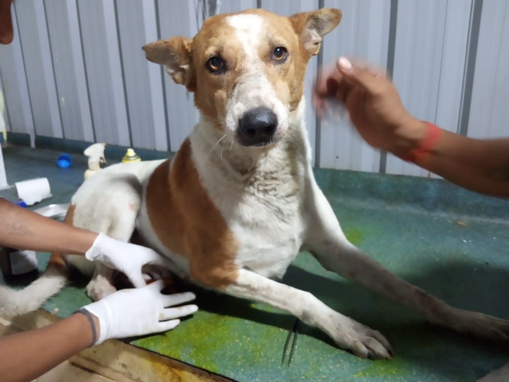 Animal Welfare (1)