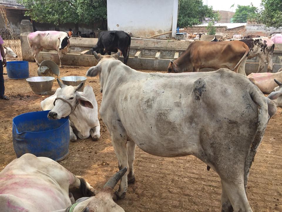 Animal Welfare (3)