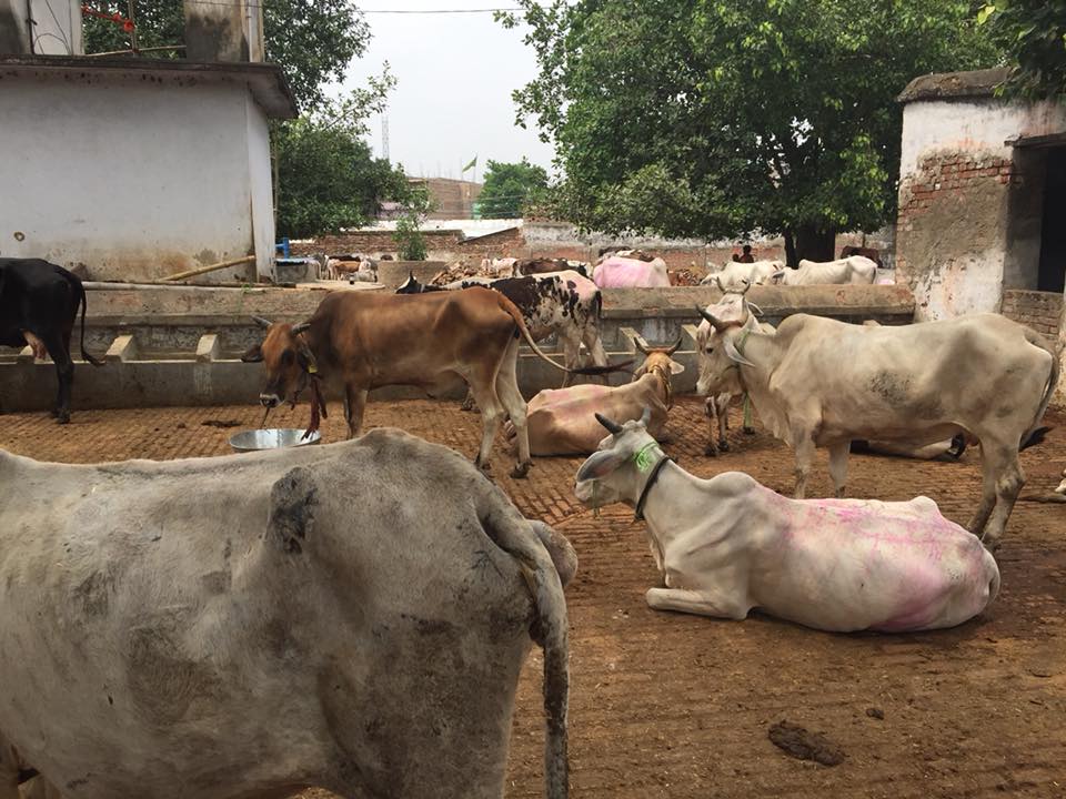 Animal Welfare (4)